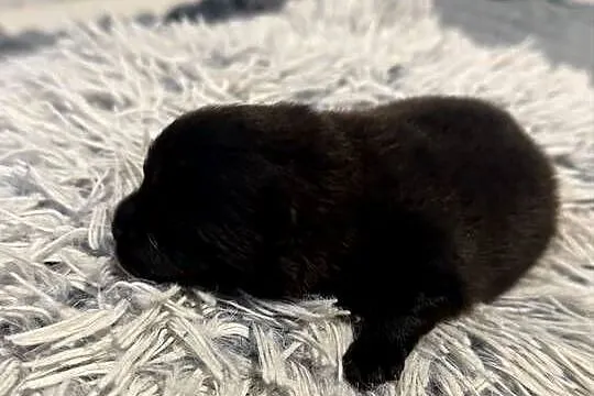 Szpic miniaturowy pomeranian, Śląskie, Gliwice