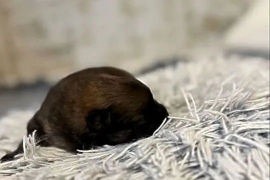 Szpic miniaturowy pomeranian, Śląskie, Gliwice