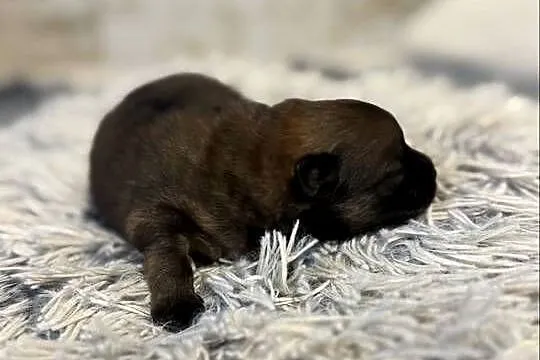 Szpic miniaturowy pomeranian, Śląskie, Gliwice