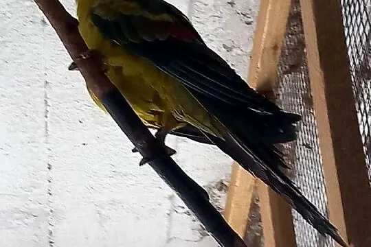 Do sprzedania papugi górską., Łódzkie, Łask