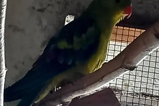 Do sprzedania papugi górską., Łódzkie, Łask