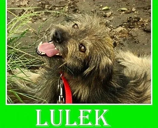 11kg,grzeczny,rodzinny,łagodny,wesoły piesek długo