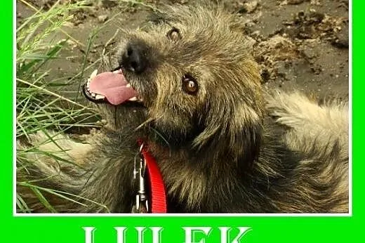 11kg,grzeczny,rodzinny,łagodny,wesoły piesek długo