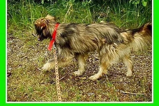11kg,grzeczny,rodzinny,łagodny,wesoły piesek długo