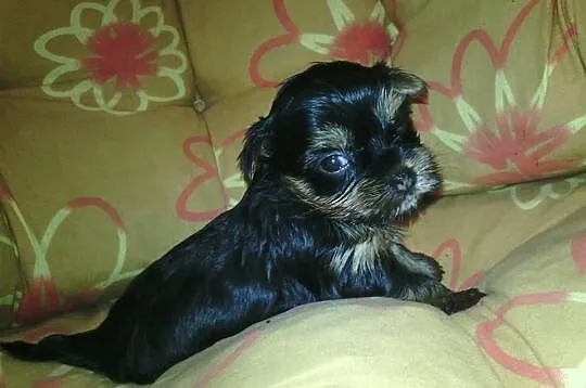 4 tygodniowe yorki