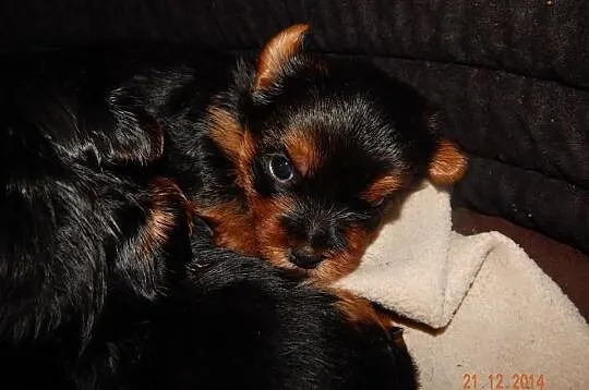 4 tygodniowe yorki