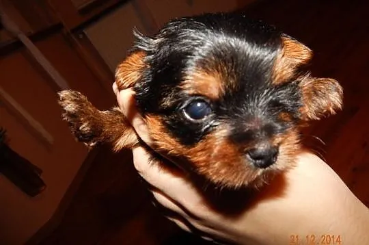 4 tygodniowe yorki