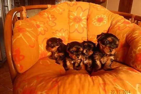 4 tygodniowe yorki