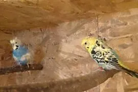 Papugi faliste helikoptery para