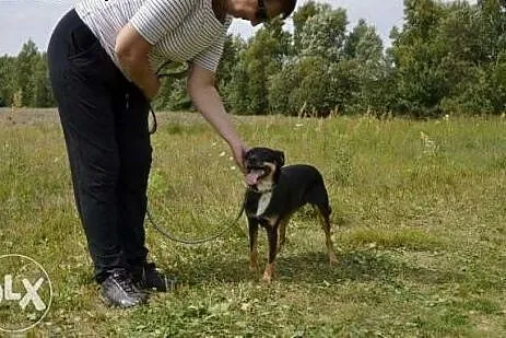 Mania vel Iskierka błaga o dom,  śląskie Dąbrowa G