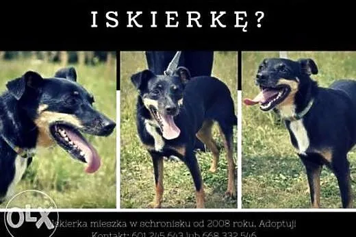 Mania vel Iskierka błaga o dom,  śląskie Dąbrowa G