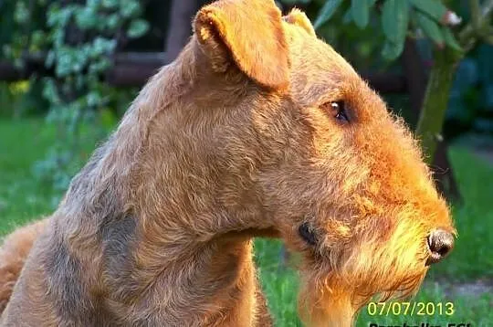 Zapowiedz miotu Airedale Terrier