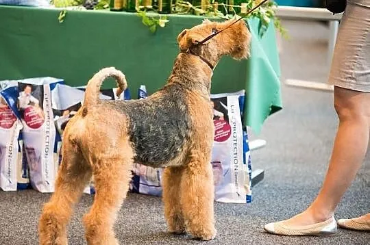 Zapowiedz miotu Airedale Terrier