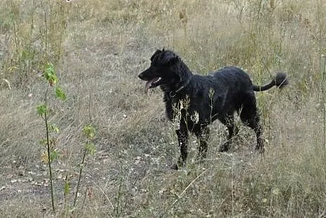 Goja – najukochańsza sunia szuka domu,  