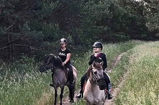 Oddam konie w bezpłatną dzierżawę, , Dębno