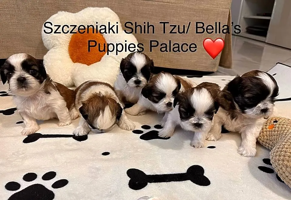 Szczeniaki Shih Tzu z Rodowodem, Mazowieckie, Bobrowiec