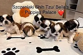 Szczeniaki Shih Tzu z Rodowodem