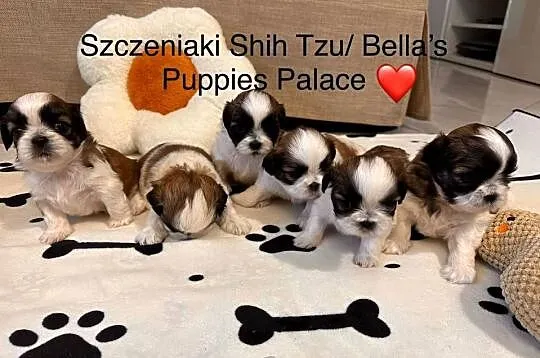 Szczeniaki Shih Tzu z Rodowodem, Mazowieckie, Bobrowiec