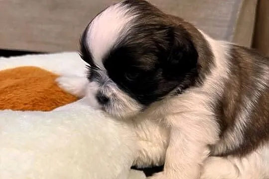 Szczeniaki Shih Tzu z Rodowodem, Mazowieckie, Bobrowiec