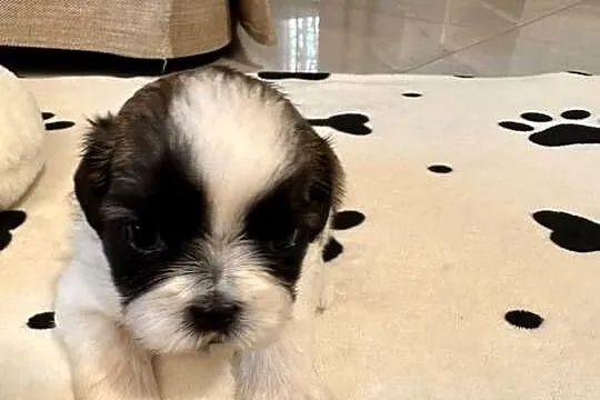 Szczeniaki Shih Tzu z Rodowodem, Mazowieckie, Bobrowiec