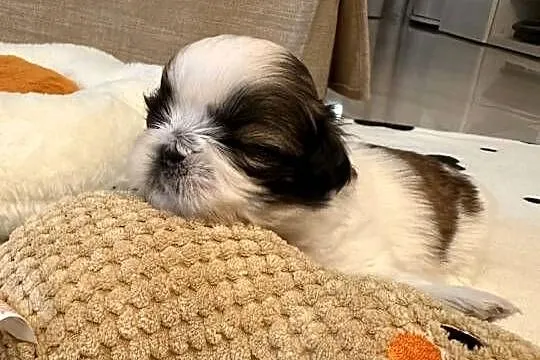 Szczeniaki Shih Tzu z Rodowodem, Mazowieckie, Bobrowiec