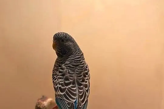 Faliste Blackface Blackwings, Dolnośląskie, Wąsosz