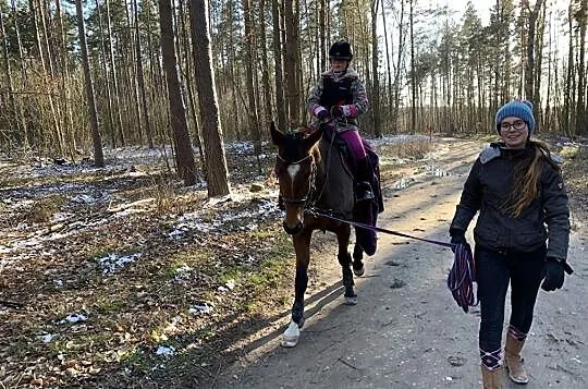 Poddzierżawię klacz do lekkiego sportu