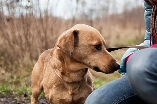 Gustaw - Jamnikowaty, przyjacielski kawaler do wzi