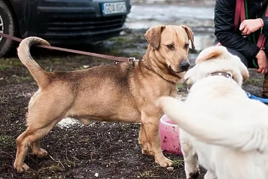 Gustaw - Jamnikowaty, przyjacielski kawaler do wzi