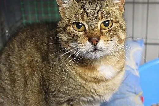 cudna buraska do adopcji,  łódzkie Łódź