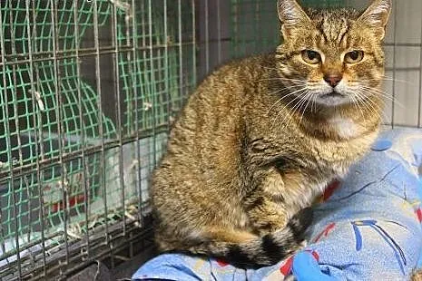 Cudna buraska do adopcji,  łódzkie Łódź