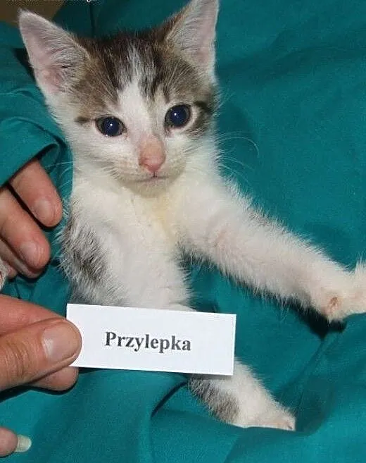 Ta urocza kotka to prawdziwa Przylepka :), mazowi