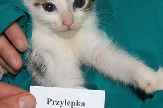 Ta urocza kotka to prawdziwa Przylepka :),  mazowi