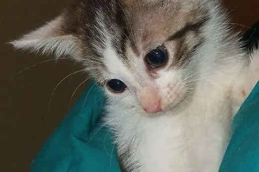 Ta urocza kotka to prawdziwa Przylepka :),  mazowi