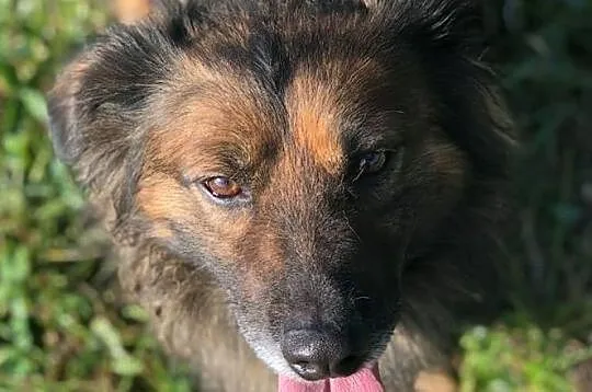 Puchacz-przefajny,radosny,pogodny,towarzyski,cudowny psiak DO ADOPCJI, Małopolskie, Kraków
