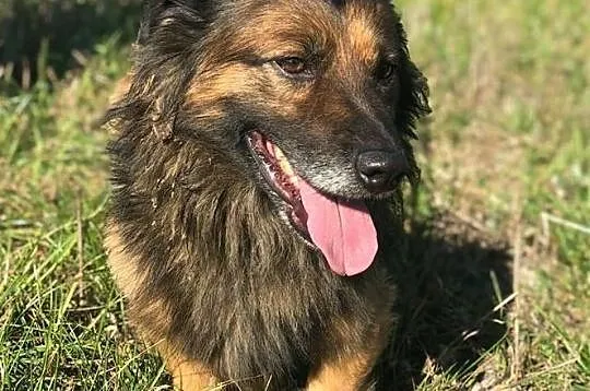 Puchacz-przefajny,radosny,pogodny,towarzyski,cudowny psiak DO ADOPCJI, Małopolskie, Kraków