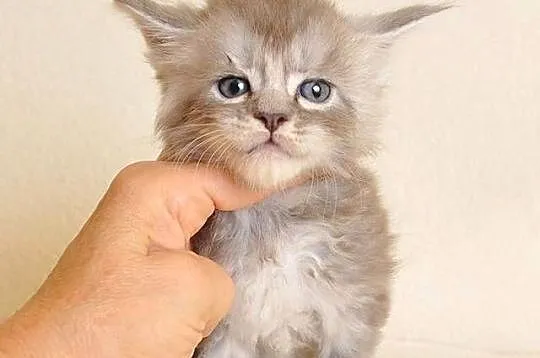 Przepiękny kocurek Maine Coon z rodowodem PZF/WCF