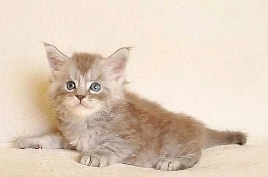 Przepiękny kocurek Maine Coon z rodowodem PZF/WCF, Podlaskie, Białystok