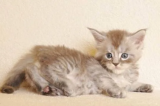 Przepiękny kocurek Maine Coon z rodowodem PZF/WCF, Podlaskie, Białystok