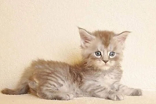 Przepiękny kocurek Maine Coon z rodowodem PZF/WCF, Podlaskie, Białystok