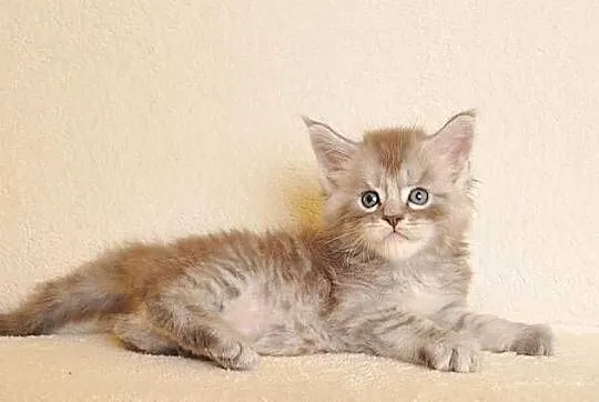 Przepiękny kocurek Maine Coon z rodowodem PZF/WCF, Podlaskie, Białystok