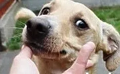 Aktywny inteligentny piesek poleca się do adopcji, Łódzkie, Łódź