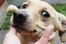 Aktywny inteligentny piesek poleca się do adopcji