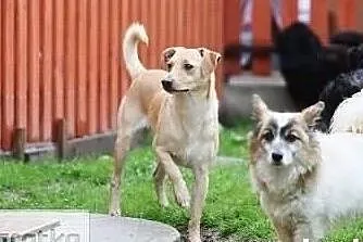 Aktywny inteligentny piesek poleca się do adopcji, Łódzkie, Łódź