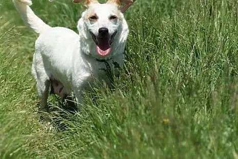 Dorka malutka bezproblemowa sunia szuka kochająceg