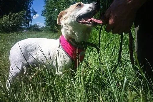 Dorka malutka bezproblemowa sunia szuka kochająceg