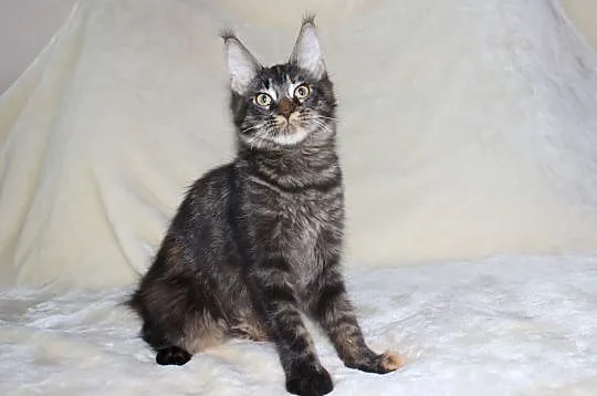Piękna koteczka rasy Maine Coon, Kielce