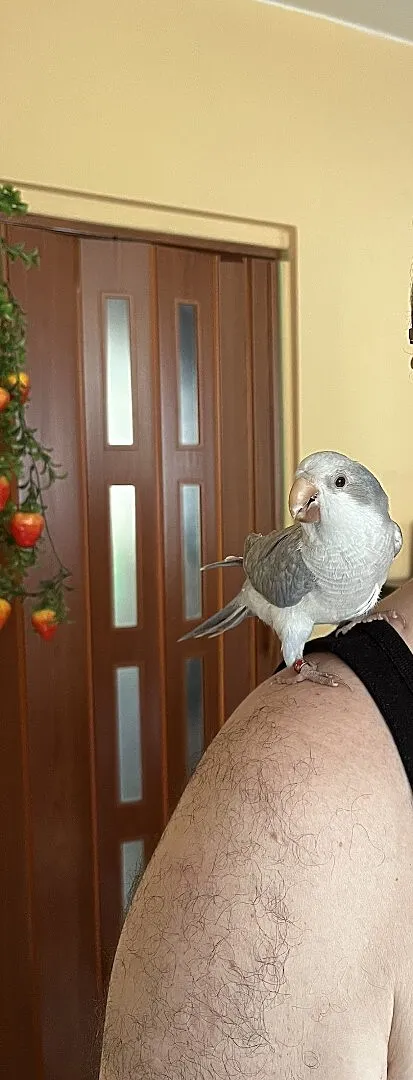 Papużka Jancia mnich nizinny oswojona obrożona + k, Wielkopolskie, Kościan