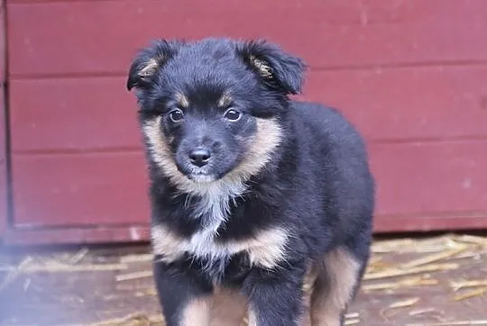 Axel, 12 tygodniowe PUCHATE MALEŃSTWO szuka domu!
