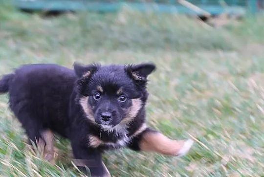 Axel, 12 tygodniowe PUCHATE MALEŃSTWO szuka domu!